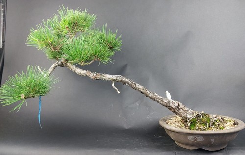 Bonsai schwarzkiefer pinus - bonsai,