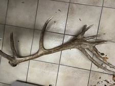 Rotwild-Hirschgeweih aus