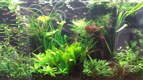 Aquariumpflanzen set xxl - set, 5