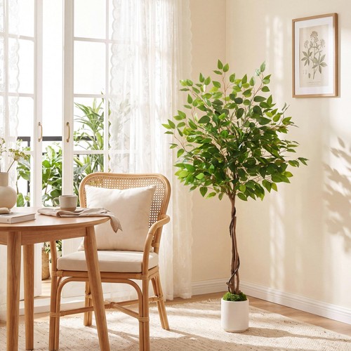120 150 180cm - 120/150/180cm, ficus