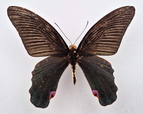 Papilio elephenor - ♂, (indien)