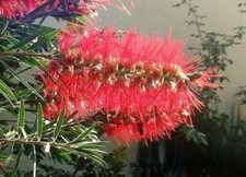 Zylinderputzer Callistemon citrinus Stecklinge + Wurzelpulver exotische Pflanze