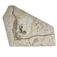 Mesosaurus tenuidens - Mesosaurier (Fossil)  - Körperachse mit ca. 72 cm Länge