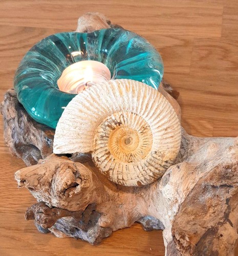 Fossiler ammonit - fossiler,
