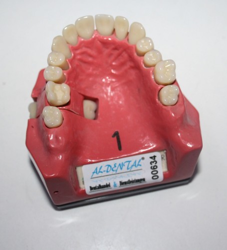 Dent schaumodell - nr., 1