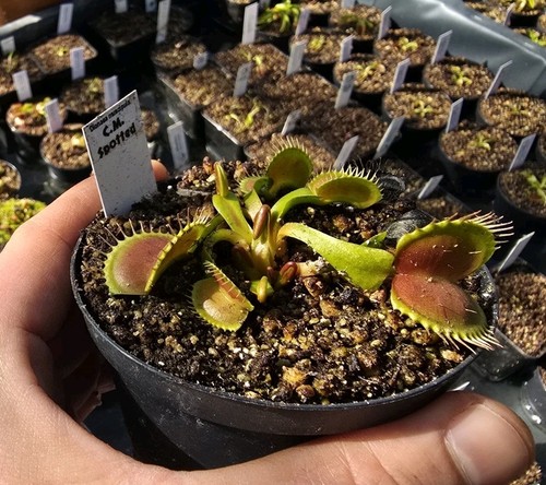 Dionaea muscipula cm - dionaea,