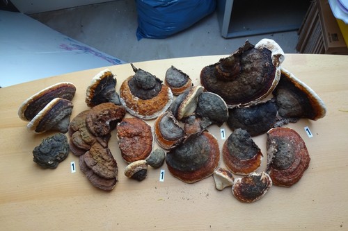 Baumpilze getrocknet sehr