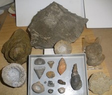 Fossilien - Sammlung Devon