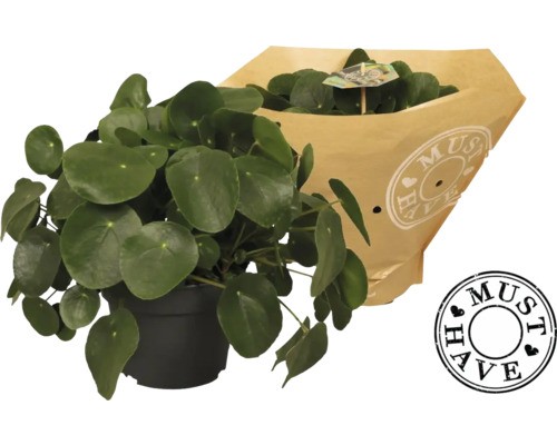 Kanonierblume floraself pilea - kanonierblume,