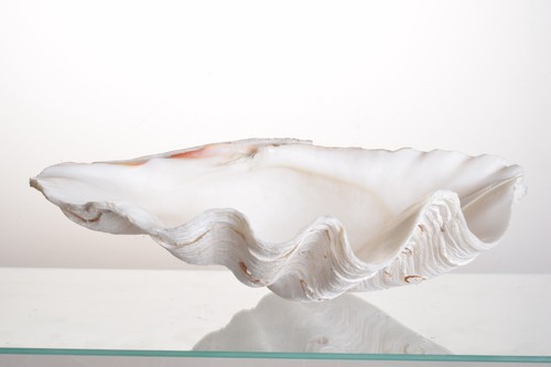 35cm giant clam - clam, tridacna