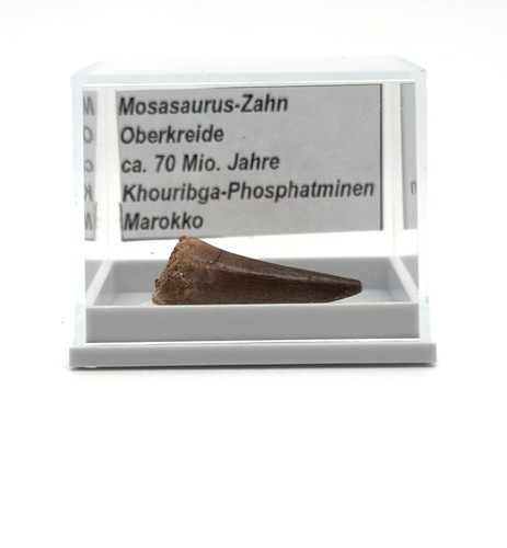 Schöner mosasaurus zahn - 1,
