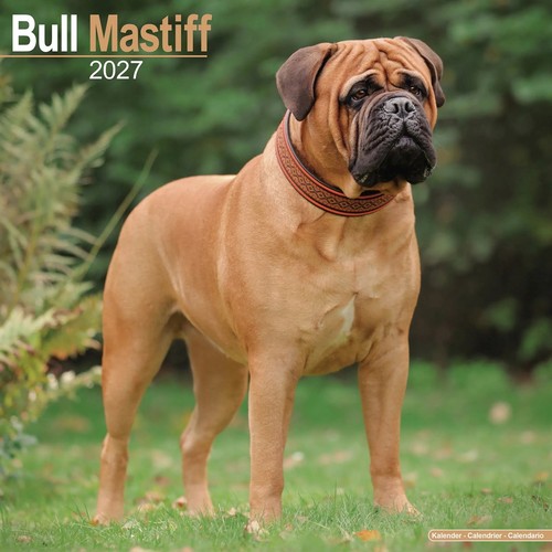 Bullmastiff kalender 2027 - kalender,