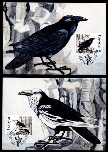 Vögel färöer kolkrabe - vögel., färöer-kolkrabe