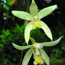 Bletilla striata yellow - bletilla,