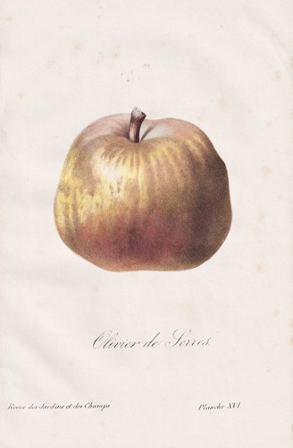 Pear birne poire - birne, de