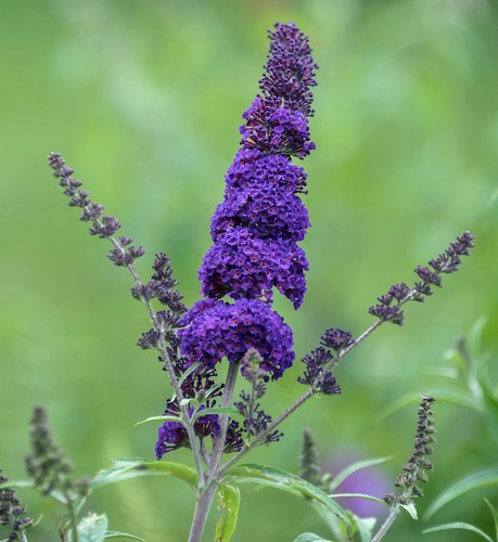 Schmetterlingsflieder summer - schmetterlingsflieder,