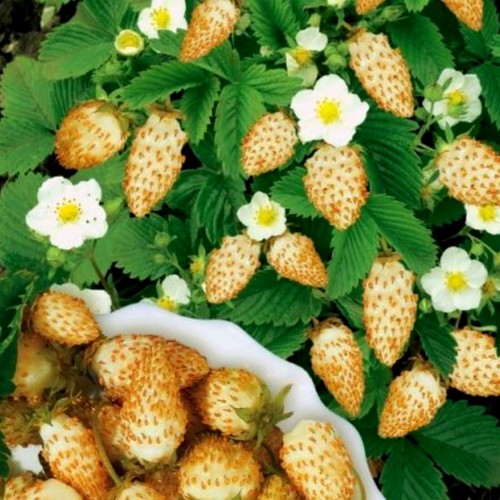 Erdbeere walderdbeere gelb - erdbeere,