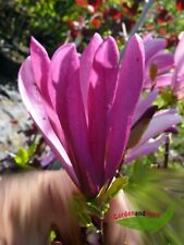 Purpurmagnolie Magnolia Susan