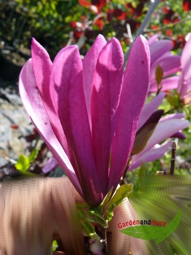 Purpurmagnolie magnolia susan - purpurmagnolie,