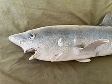 Hai Haifisch Präperation Taxidermy Shark  echt 