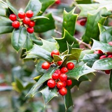 Stechpalme BLUE PRINCE 20 cm