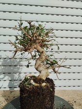 pre Bonsai Fraxinus Esche