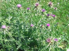 Mariendistel silybum - mariendistel, (silybum