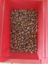Neue knoblauch brutzwiebeln - neue,