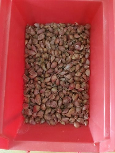 Neue knoblauch brutzwiebeln - knoblauch,