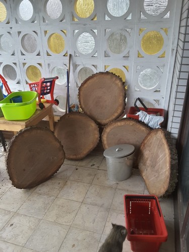 Baumscheibe eiche 50cm - baumscheibe,