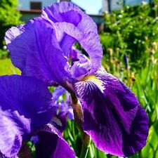4x Knollen(2 Sorten) Iris Schwertlilie lila blau direkt aus Garten sehr robust❄