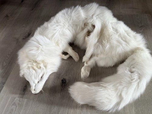 Soft mount taxidermy - mount,,