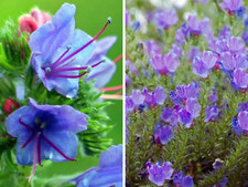 2er NATTERNKOPF je 500 Samen