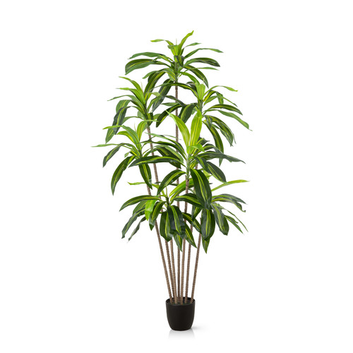 Pasch dracaena kunstpalme - pasch®,