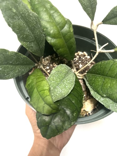 Hoya finlaysonii super splash - hoya,