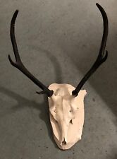 Geweih - Hirsch - echtes Geweih,  auf einem  Holzbrett befestigt, bemalt