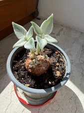 Sinningia leucotricha kaudex - sinningia,