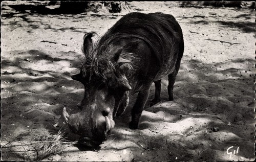 Afrikanische fauna - ak,