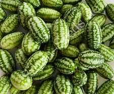 15 Samen Mexikanische