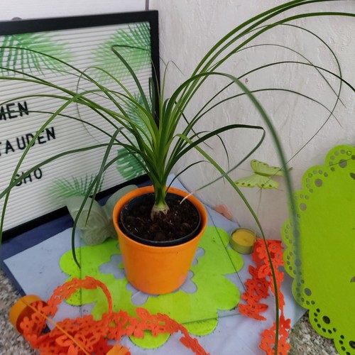 Elefantenfuß flaschenbaum - elefantenfuß,