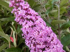 Sommerflieder buddleia - sommerflieder,