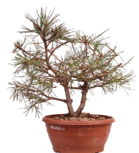 Bonsai pinus sylvestris - -,