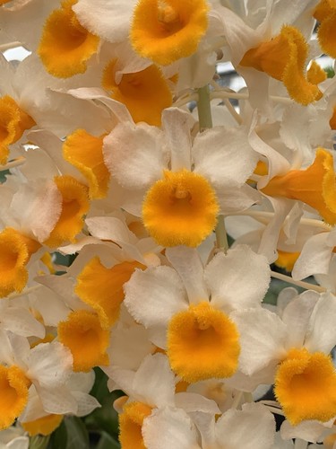 Dendrobium species new - dendrobium,