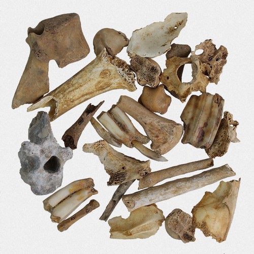 26x fossilien set - 26x,
