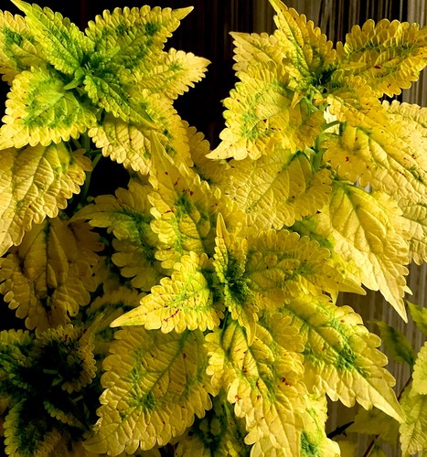 Coleus buntnessel yellow - coleus,