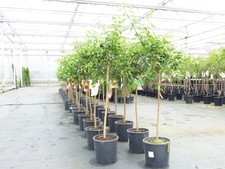 Citrus yuzu 130 150 cm - 130,