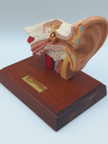 Anatomisches modell ohr - anatomisches,