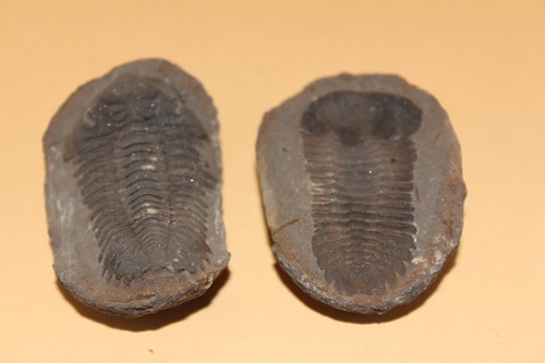 Eldredgeia venustus - eldredgeia,