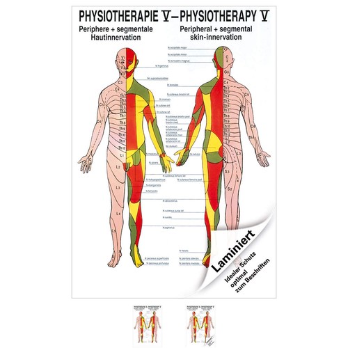Hautinnervation poster - hautinnervation,
