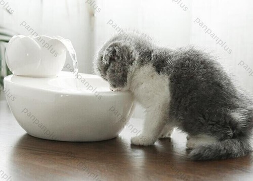 Cat ceramic water fountain - ceramic,